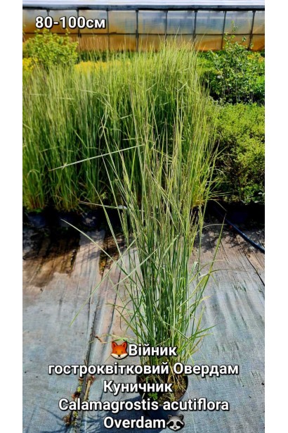 Вейник остроцветковый Овердам / Кунишник - 3л/вис.80-100см/Ø30-40см